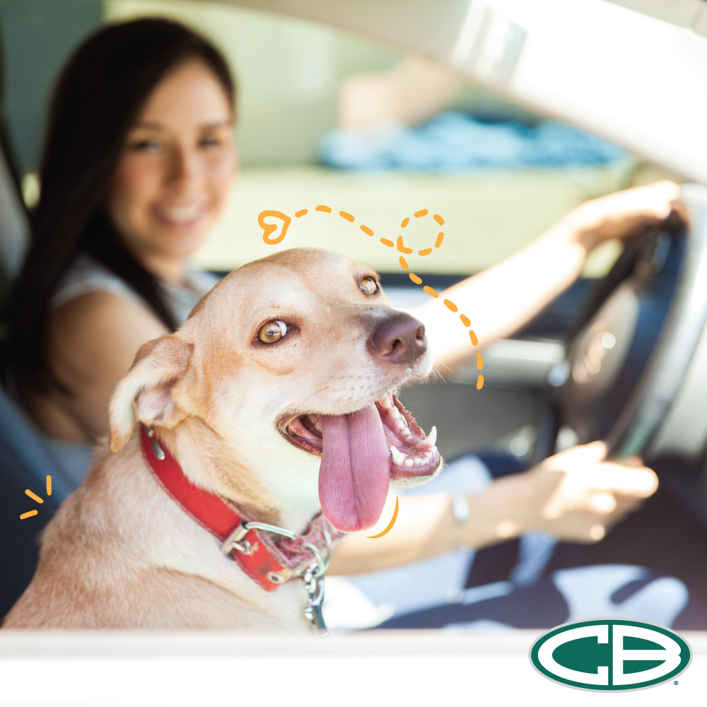 Top Tips to Keep Your Pets Safe in the Car Top Tips to Keep Your Pets Safe in the Car